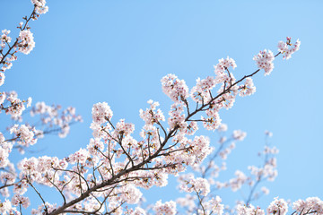 桜2019