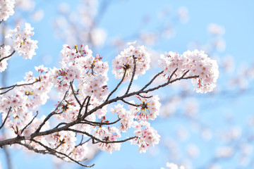 桜2019