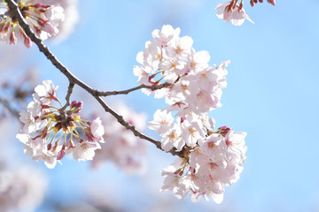 桜2019