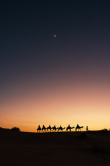 Silhouette of dromedary caravan at sunset with the moon, excursion in the Sahara Desert, Morocco