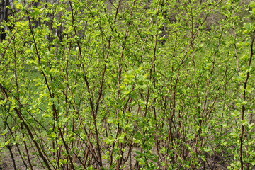 Fresh leaves of Spiraea bush in spring