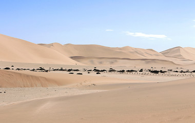 Fototapeta na wymiar Dune in the namib desert
