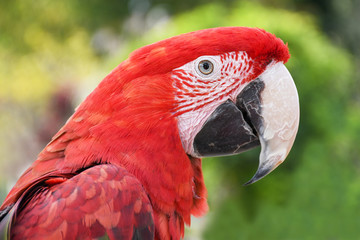 Close up head shoot portrait of an colorful parrot green wing scarlet Macaw