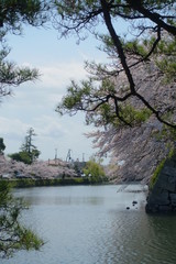 滋賀県彦根市の彦根城周辺のお堀沿いに咲く満開の桜といろは松