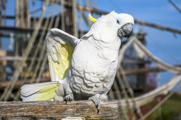 White yellow crested Cockatoo, Cacatua galerita, standing and dancing on an old wooden pirate boat © Tadej