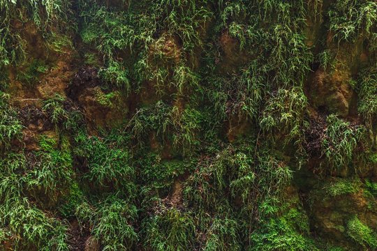 natural green moss wall background