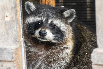 Young curios hungry raccoon captured at home while looking around the house for garbage to search...