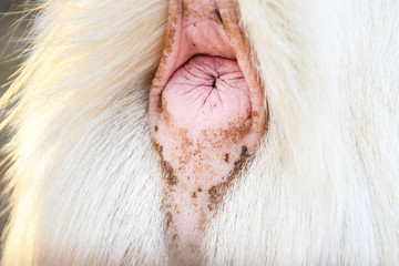 White fur goat with lifted tail back anus hole close up detail 