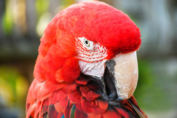 Close up head shoot portrait of an colorful parrot green wing scarlet Macaw