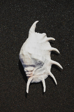 big seashell spider conch (lambis truncata) on black sand coast