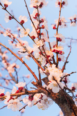 blooming branch of apricot tree in garden in sunset time