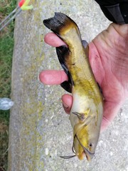 pescare il pesce gatto