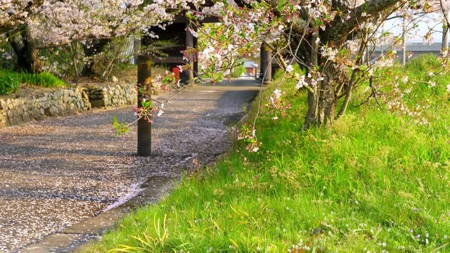 桜散る頃　四国八十八ヶ所霊場第８番札所 熊谷寺参道(徳島県)