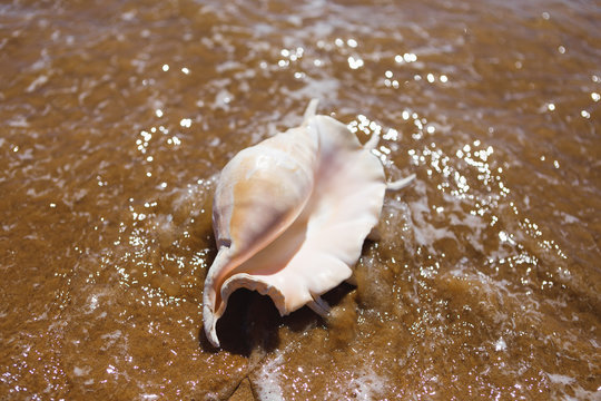 big seashell spider conch (lambis truncata) on the beach