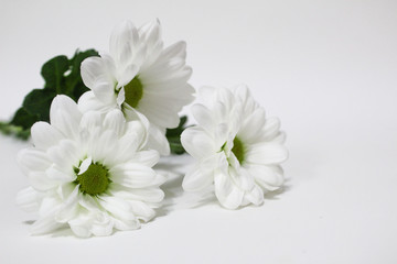 Fototapeta na wymiar bouquet of flowers isolated on white background