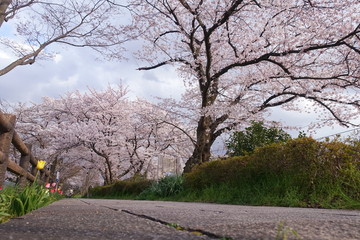 Obraz premium 桜並木とチューリップが咲く風景