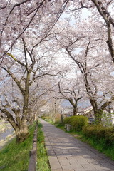 Fototapeta premium 桜並木と遊歩道