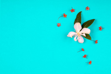 Fototapeta na wymiar concept of a greeting postcard with some flowers on a turquoise background and space for text, top view flatlay