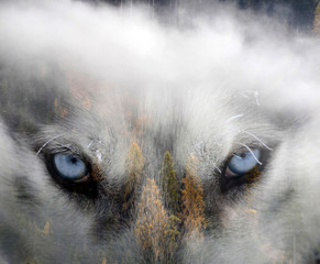 Obrazy na Szkle  Podwójna ekspozycja obrazu psa husky syberyjskiego i ośnieżonego lasu sosnowego.