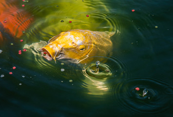 Koi fish are opening their mouths to eat food.