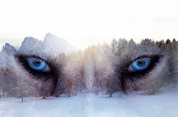 Poster Dubbel belichtingsbeeld van een Siberische husky hond en een besneeuwd dennenbos. © erika8213
