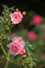 Pink roses