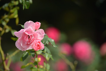 Pink roses