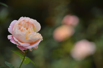 Pink Rose
