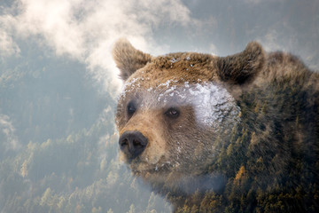 Double exposure of a wild brown bear and a pine forest