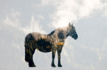 Double exposure of a horse and a pine forest