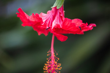 Close up of a hibiscus flower and insects resting on the flower with selective focus.