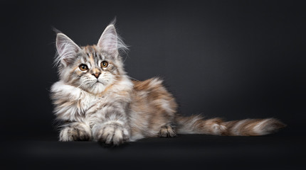 Pretty silver tortie Maine Coon cat kitten laying down side ways. Looking beside camera with brown eyes. Isolated on black background. Tail behind body.