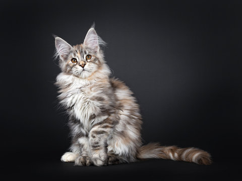 Pretty silver tortie Maine Coon cat kitten sitting straight up. Looking innocent beside camera with brown eyes. Isolated on black background. Tail stratched behind body. One paw tilted.