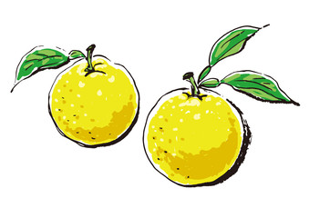 イラスト 6：柚子