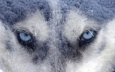Naklejki  Podwójna ekspozycja obrazu psa husky syberyjskiego i ośnieżonego lasu sosnowego.