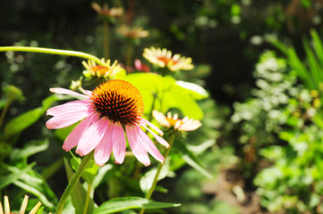 Beauty of echinacea purpurea flowers in  the garden.