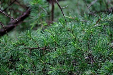 beautiful green background from the branches of pine needles close-up