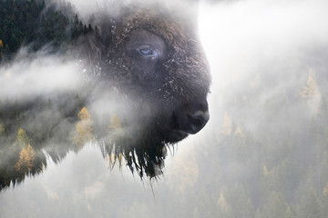 Naturfoto von Büffeln und Kiefernwald
