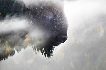 Foto op Plexiglas Bizon Natuurfoto van buffels en dennenbos