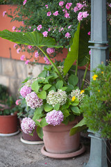 Street full of colorful flowers . Typical outdoor street exterior in summer . Summer concept 