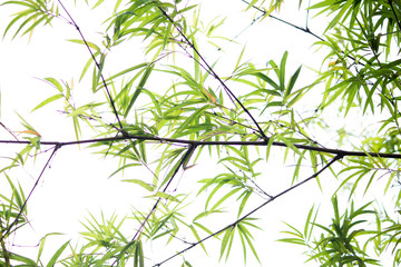 Bamboo branches and leaves with white background.