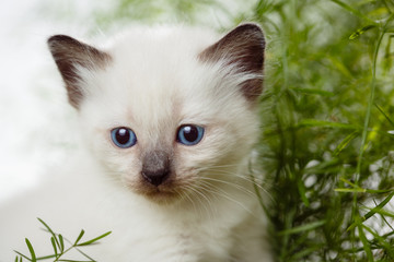 Cute little thai kitten in the grass. Kitty with blue eyes. Small cat