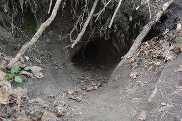 Fox holes. Colony of foxes on slopes of forest hills. Big hole in land is wild animal. Traces of foxes in wild