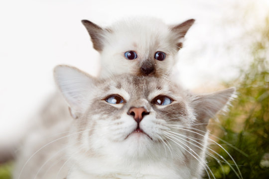 Kitten at mom's cat on the head. Kitten playing hide and seek with dad. Cute funny photo about pets.