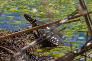 Painted Turtles