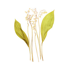 Lily of the valley - flower dry pressed herbarium - 262496520