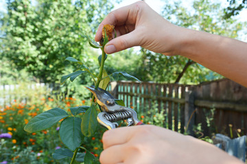 Gardener deadheading roses. Deadheading is one of the easiest forms of pruning.