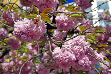 Japanese cherry tree in spring time