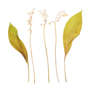 Lily of the valley - flower dry pressed herbarium