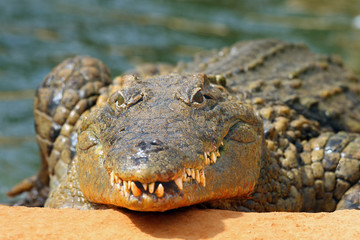 The head and jaws full of teeth of Nile crocodile (Crocodylus niloticus) from the front. Big crocodile on the shore.